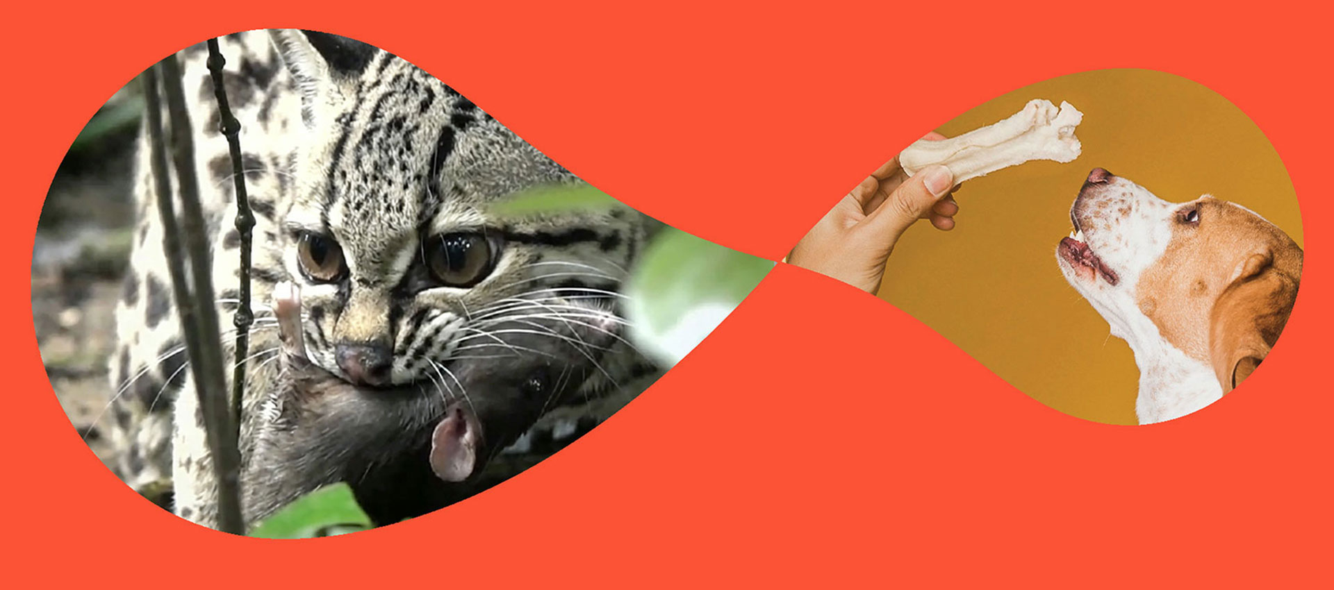 Pet Food FAQs