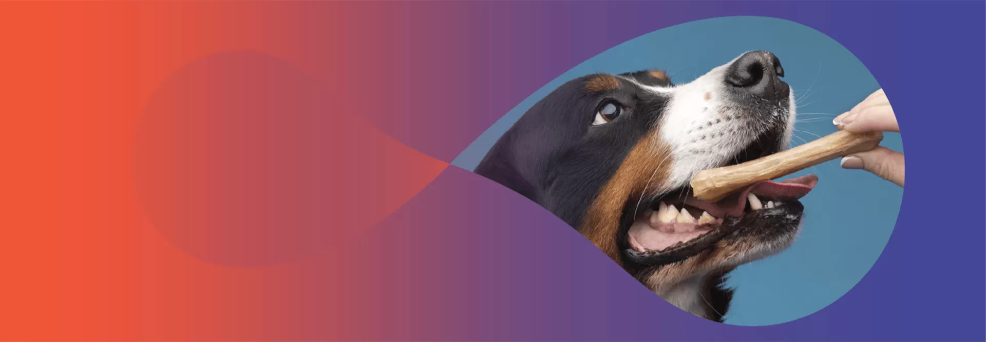 Advanced Nutrition Dog Food for Every Breed & Age