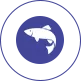 Deep-sea Fish