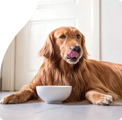 Crunchy Dental Support: The Classic Daily Reward