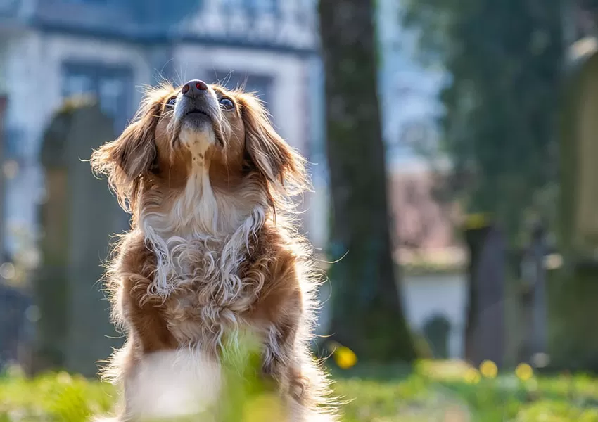 How Premium Dog Food Is Driving Growth for Pet Food Brands in 2026