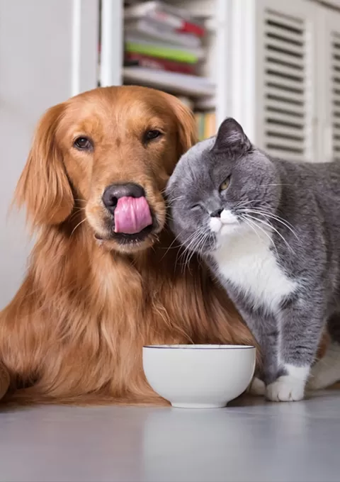 Pet Food and Treats